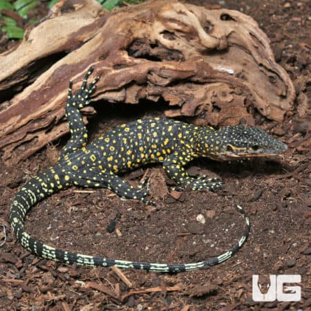 Baby Russell Island Mangrove Monitors (Varanus indicus) for sale