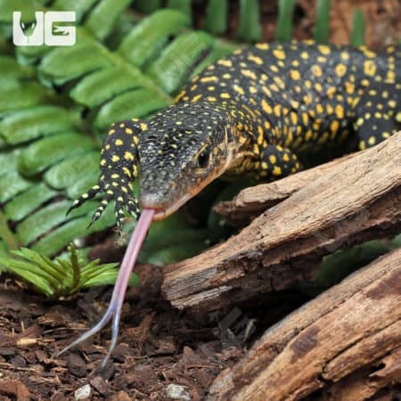 Baby Russell Island Mangrove Monitors (Varanus indicus) for sale