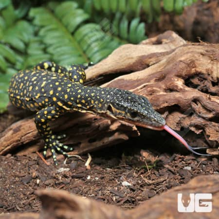 Baby Russell Island Mangrove Monitors (Varanus indicus) for sale