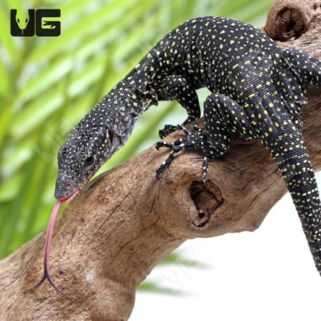 Baby Solomon Island Mangrove Monitors (Varanus indicus) for sale