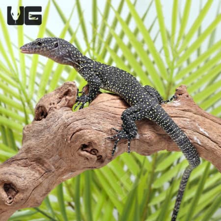 Baby Solomon Island Mangrove Monitors (Varanus indicus) for sale