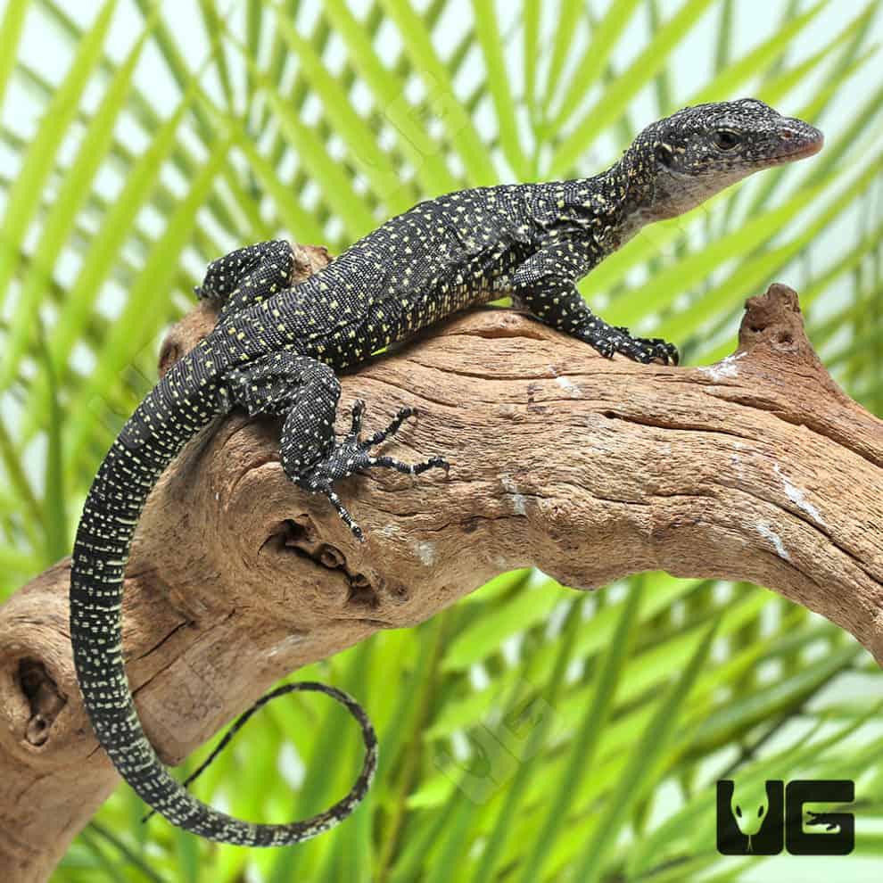 Baby Solomon Island Mangrove Monitor For Sale Underground Reptiles