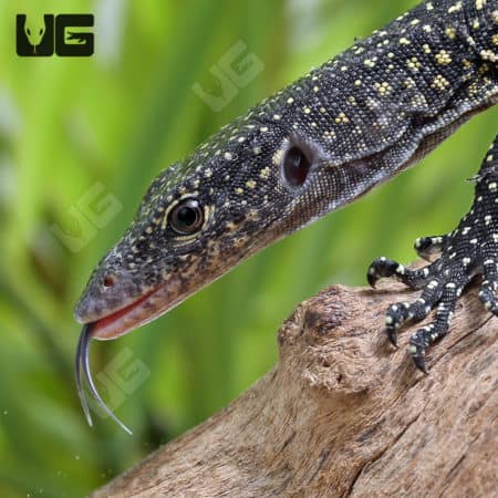 Baby Solomon Island Mangrove Monitors (Varanus indicus) for sale