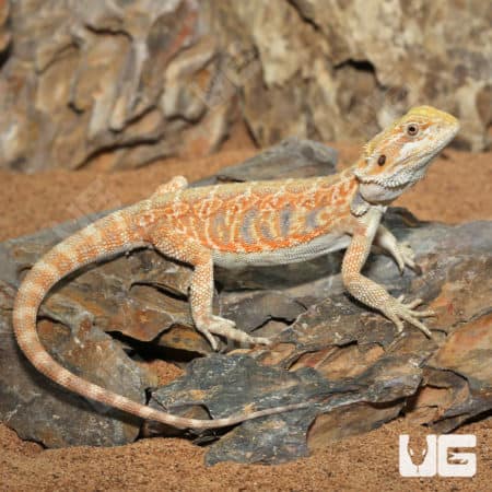 Hypo Blue Bar Leatherback Bearded Dragons (Pogona vitticeps) for sale