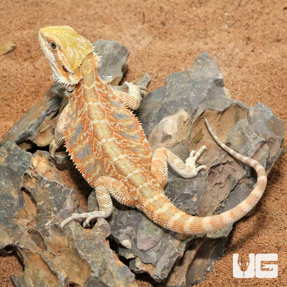 Bearded Dragons For Sale Underground Reptiles