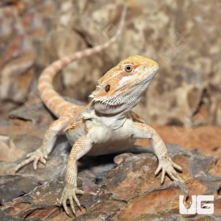 Hypo Blue Bar Leatherback Bearded Dragons (Pogona vitticeps) for sale