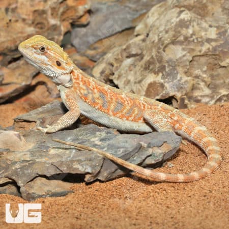 Hypo Blue Bar Leatherback Bearded Dragons (Pogona vitticeps) for sale