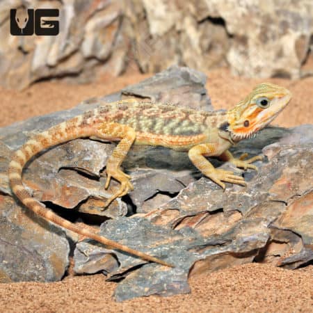 Inferno Translucent Bearded Dragons (Pogona vitticeps) for sale