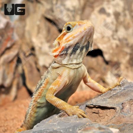 Inferno Translucent Bearded Dragons (Pogona vitticeps) for sale