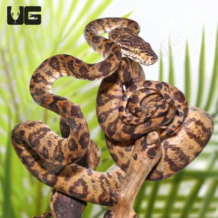 Female Jaguar Phase Amazon Tree Boa