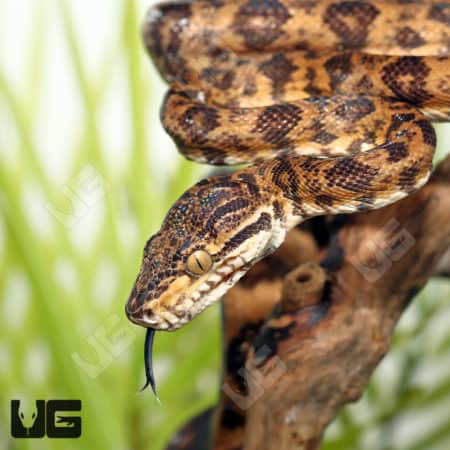 Female Jaguar Phase Amazon Tree Boa