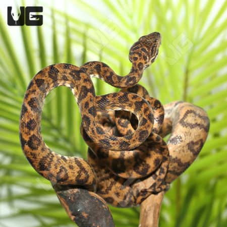 Female Jaguar Phase Amazon Tree Boa