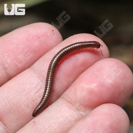 Little Brown Millipede (Hakiulus sp.) For Sale - Underground Reptiles