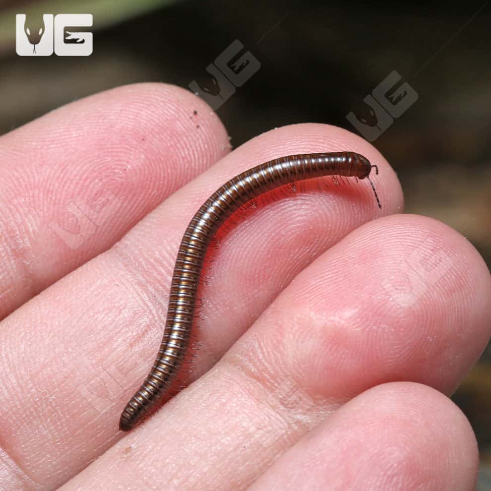 little-brown-millipede-hakiulus-sp-for-sale-underground-reptiles