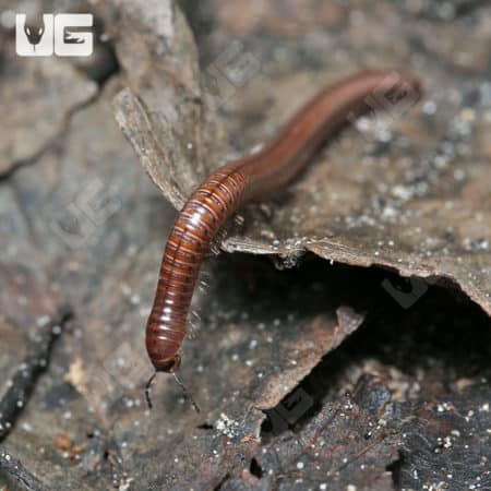 Little Brown Millipede (Hakiulus sp.) For Sale - Underground Reptiles