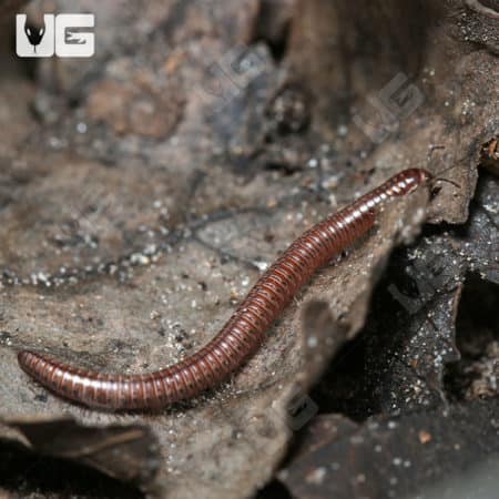 Little Brown Millipede (Hakiulus sp.) For Sale - Underground Reptiles