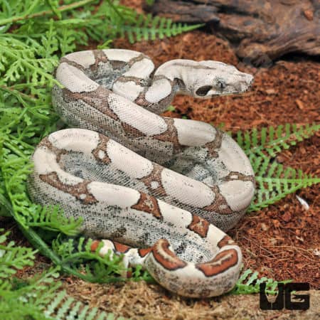 Baby Male Fire Redtail Boa (Boa constrictor imperator) For Sale - Underground Reptiles