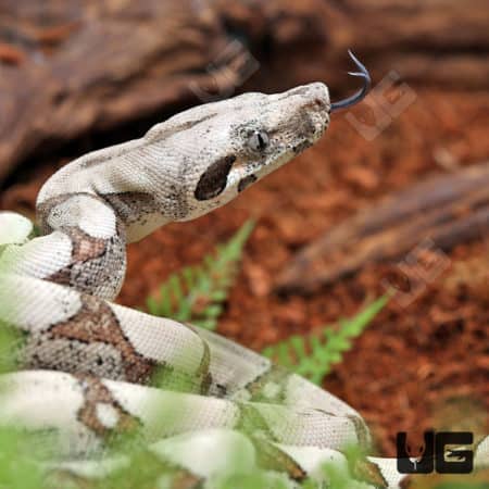 Baby Male Fire Redtail Boa (Boa constrictor imperator) For Sale - Underground Reptiles