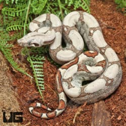 Baby Male Fire Redtail Boa (Boa constrictor imperator) For Sale - Underground Reptiles