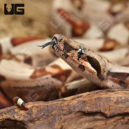 Baby Male Hypo Jungle Redtail Boa (Boa constrictor imperator) For Sale - Underground Reptiles