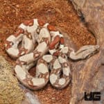 Baby Male Hypo Jungle Redtail Boa (Boa constrictor imperator) For Sale - Underground Reptiles