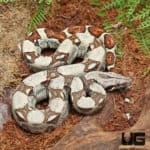 Baby Male Jungle Redtail Boa (Boa constrictor imperator) For Sale - Underground Reptiles