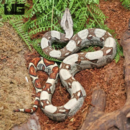 Baby Male Jungle Redtail Boa (Boa constrictor imperator) For Sale - Underground Reptiles