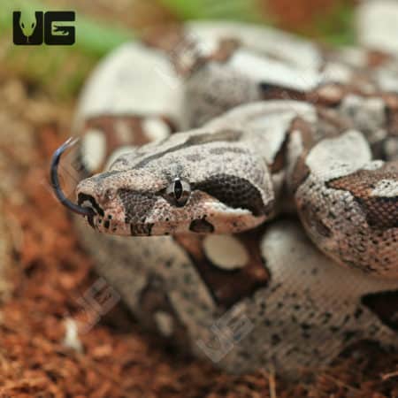 Baby Male Jungle Redtail Boa (Boa constrictor imperator) For Sale - Underground Reptiles