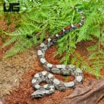 Male Circle Back Pos. Jungle Redtail Boa (Boa constrictor imperator) For Sale - Underground Reptiles