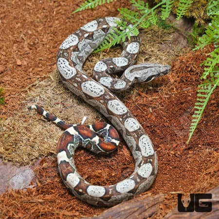 Male Circle Back Pos. Jungle Redtail Boa (Boa constrictor imperator) For Sale - Underground Reptiles