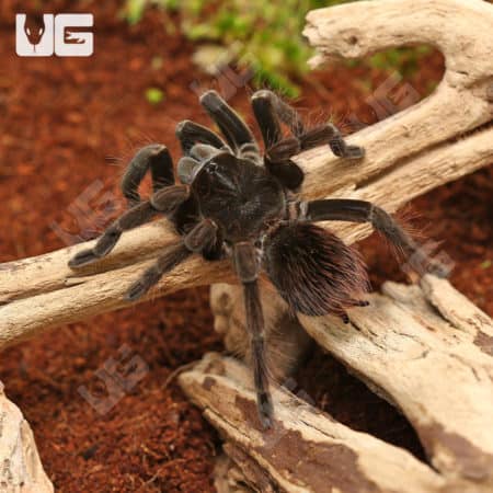 Manabi Giant Birdeater Tarantula (Pamphobeteus manabi) For sale - Underground Reptiles