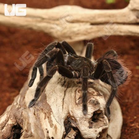 Manabi Giant Birdeater Tarantula (Pamphobeteus manabi) For sale - Underground Reptiles