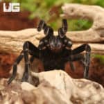 Manabi Giant Birdeater Tarantula (Pamphobeteus manabi) For sale - Underground Reptiles