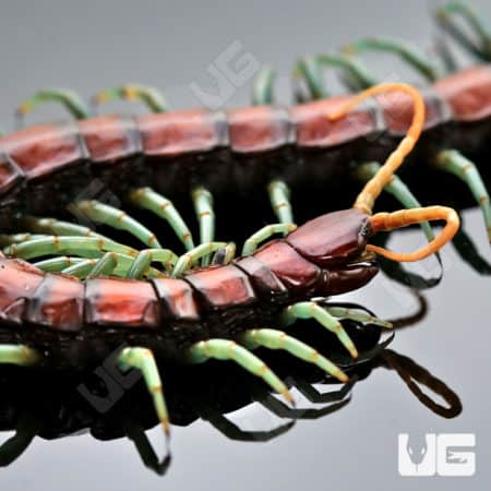 Mint Leg Centipede (Scolopendra Sp. 'Mint Legs') for sale