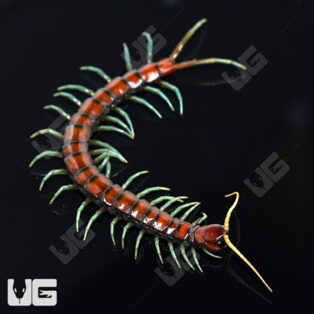 Mint Leg Centipede (Scolopendra Sp. 'Mint Legs') for sale