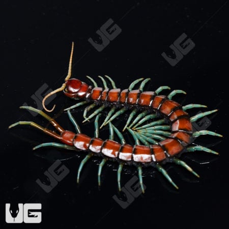 Mint Leg Centipede (Scolopendra Sp. 'Mint Legs') for sale