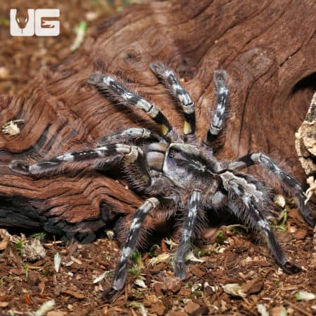 Mysore Ornamental Tarantula (Poecilotheria striata) For Sale - Underground Reptiles