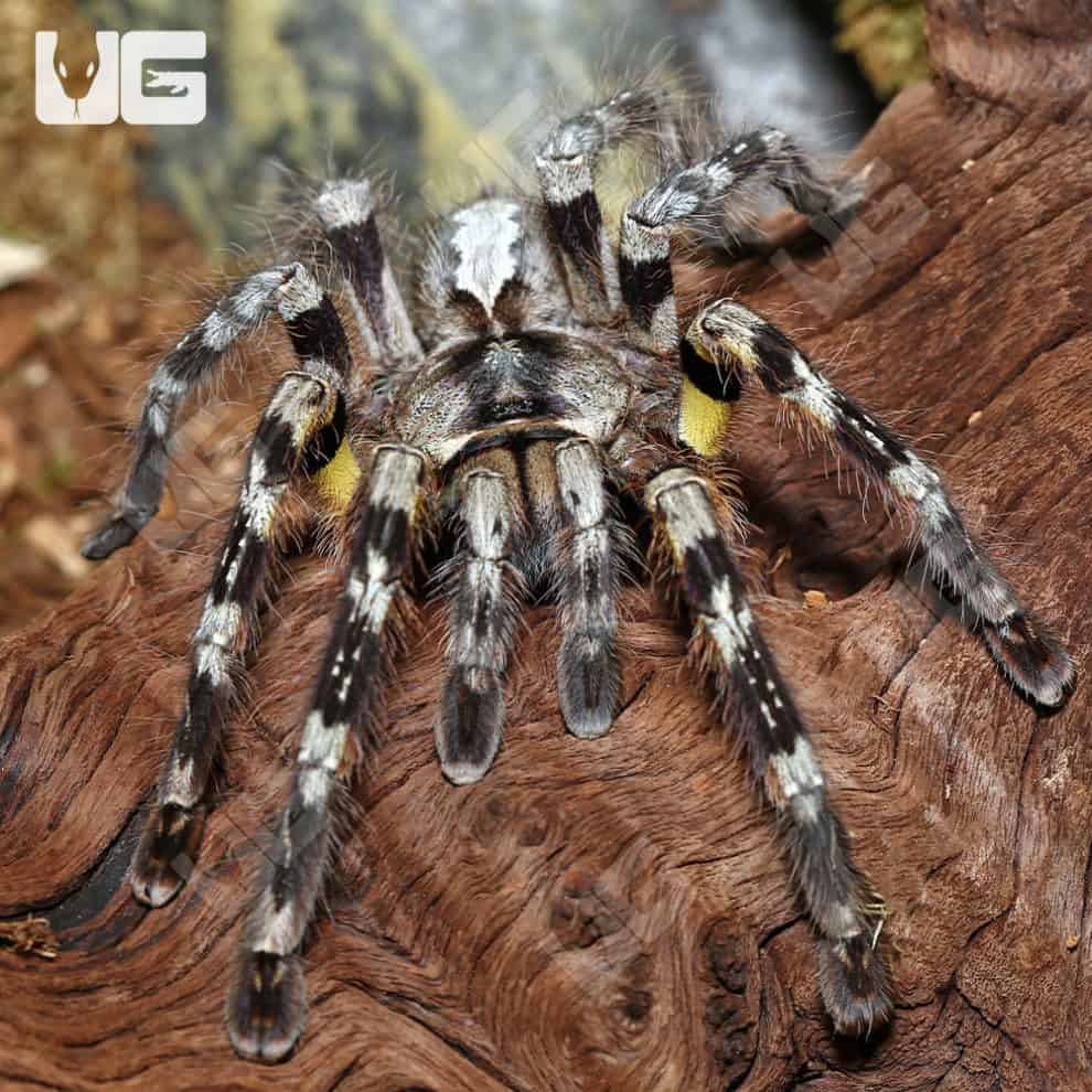 Mysore Ornamental Tarantula (Poecilotheria striata) For Sale ...