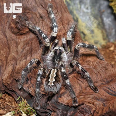 Mysore Ornamental Tarantula (Poecilotheria striata) For Sale - Underground Reptiles