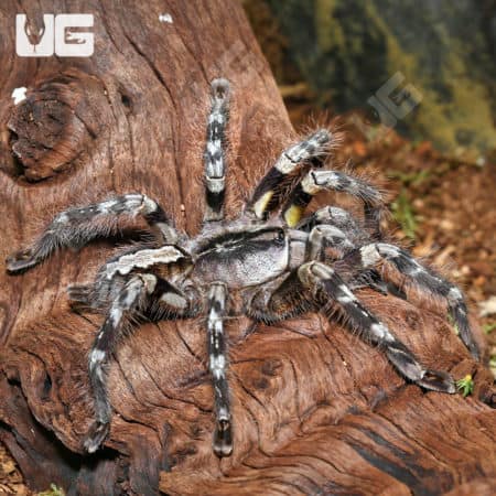 Mysore Ornamental Tarantula (Poecilotheria striata) For Sale - Underground Reptiles