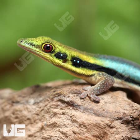 Neon Day Gecko (Phelsuma klemmeri) For Sale - Underground Reptiles