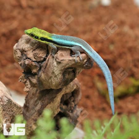 Neon Day Gecko (Phelsuma klemmeri) For Sale - Underground Reptiles