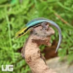 Neon Day Gecko (Phelsuma klemmeri) For Sale - Underground Reptiles