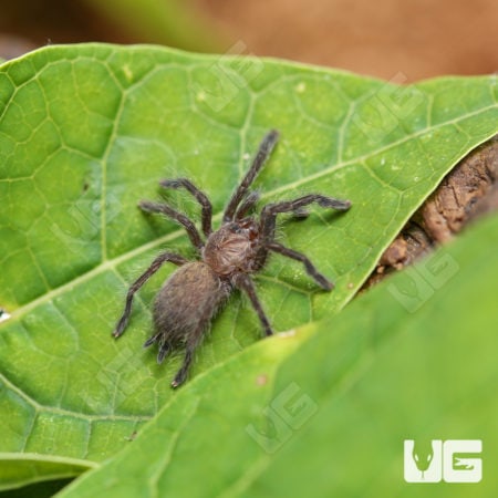 Orange Starburst Baboon Tarantula (Pterinochilus murinus) For Sale - Underground Reptiles