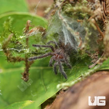 Orange Starburst Baboon Tarantula (Pterinochilus murinus) For Sale - Underground Reptiles