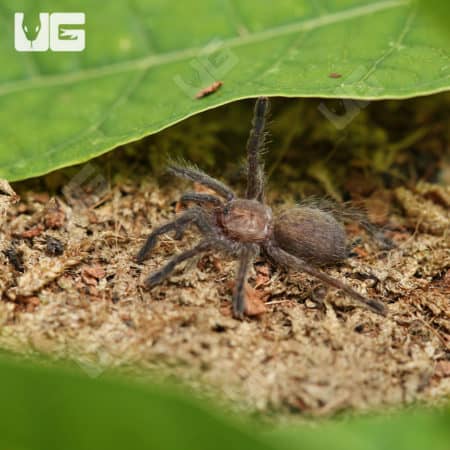 Orange Starburst Baboon Tarantula (Pterinochilus murinus) For Sale - Underground Reptiles