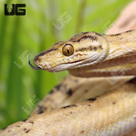 Female Pale Banana Phase Amazon Tree Boas (Corallus hortulanus) For Sale - Underground Reptiles
