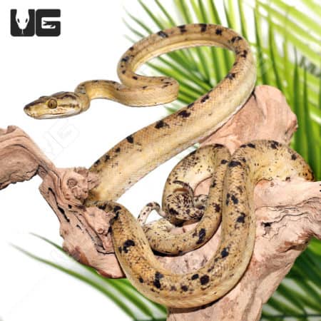 Female Pale Banana Phase Amazon Tree Boas (Corallus hortulanus) For Sale - Underground Reptiles