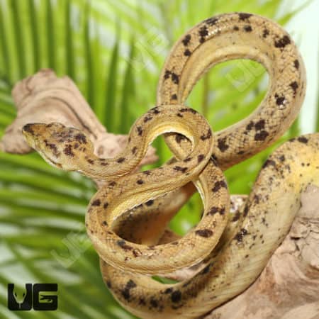 Female Pale Banana Phase Amazon Tree Boas (Corallus hortulanus) For Sale - Underground Reptiles