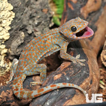 Tokay Geckos (Gekko gecko) for sale